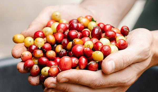 A pair of weathered hands cupping a handful of colorful coffee cherries (red, yellow, and green).